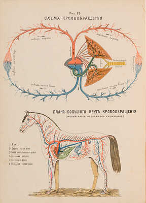 Учебник иппологии для подготовки офицеров запаса и для курсов военного времени. 1905.